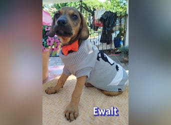Ewalt, 03/26 - sanftes Seelchen sucht seine Menschen