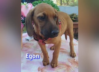 Egon, 03/26 - kleines Schlappohr sucht Familie