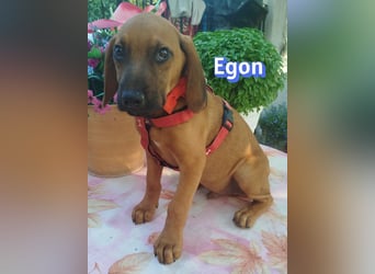 Egon, 03/26 - kleines Schlappohr sucht Familie