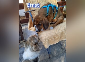 Ernst, 03/26 - drolliges Kerlchen sucht Familie