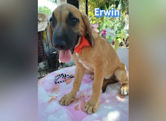 Erwin, 03/26 - süßer Bub sucht Familie