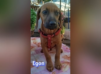 Egon, 03/26 - kleines Schlappohr sucht Familie