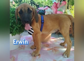 Erwin, 03/26 - süßer Bub sucht Familie