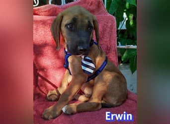 Erwin, 03/26 - süßer Bub sucht Familie