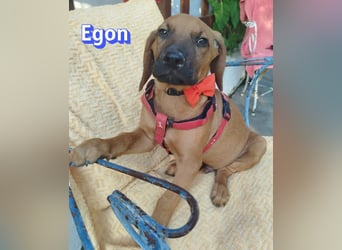 Egon, 03/26 - kleines Schlappohr sucht Familie