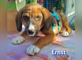 Ernst, 03/26 - drolliges Kerlchen sucht Familie