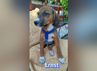 Ernst, 03/26 - drolliges Kerlchen sucht Familie