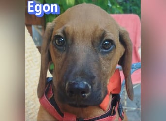 Egon, 03/26 - kleines Schlappohr sucht Familie