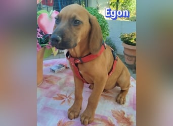 Egon, 03/26 - kleines Schlappohr sucht Familie