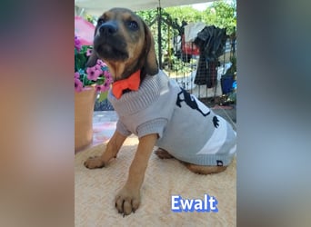 Ewalt, 03/26 - sanftes Seelchen sucht seine Menschen