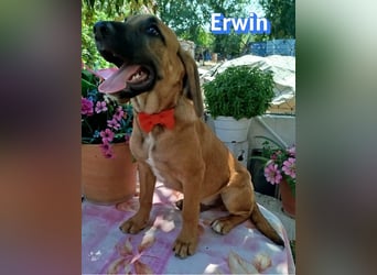 Erwin, 03/26 - süßer Bub sucht Familie