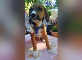 Ernst, 03/26 - drolliges Kerlchen sucht Familie