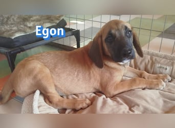 Egon, 03/26 - kleines Schlappohr sucht Familie