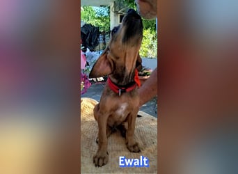Ewalt, 03/26 - sanftes Seelchen sucht seine Menschen