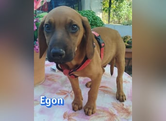 Egon, 03/26 - kleines Schlappohr sucht Familie