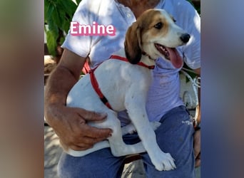 Emine, 03/26 - aufgewecktes Mädel sucht Familie