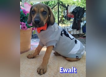Ewalt, 03/26 - sanftes Seelchen sucht seine Menschen