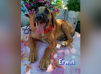 Erwin, 03/26 - süßer Bub sucht Familie