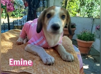 Emine, 03/26 - aufgewecktes Mädel sucht Familie