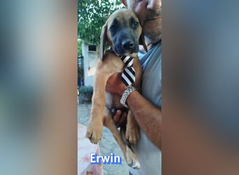 Erwin, 03/26 - süßer Bub sucht Familie