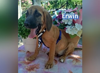 Erwin, 03/26 - süßer Bub sucht Familie