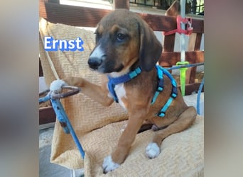 Ernst, 03/26 - drolliges Kerlchen sucht Familie