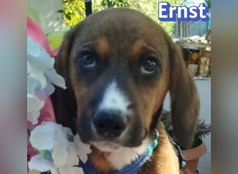 Ernst, 03/26 - drolliges Kerlchen sucht Familie