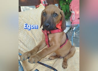 Egon, 03/26 - kleines Schlappohr sucht Familie