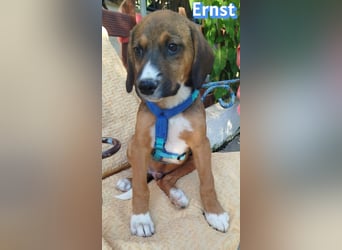 Ernst, 03/26 - drolliges Kerlchen sucht Familie