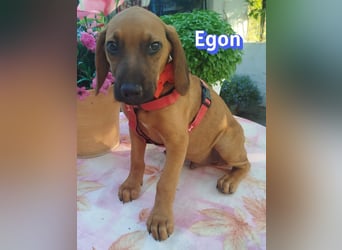 Egon, 03/26 - kleines Schlappohr sucht Familie