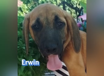 Erwin, 03/26 - süßer Bub sucht Familie