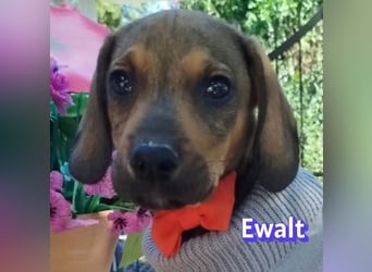Ewalt, 03/26 - sanftes Seelchen sucht seine Menschen