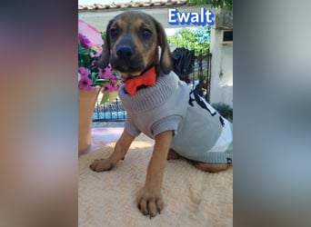 Ewalt, 03/26 - sanftes Seelchen sucht seine Menschen