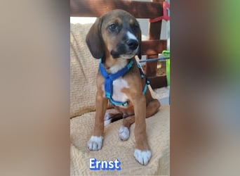 Ernst, 03/26 - drolliges Kerlchen sucht Familie