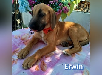 Erwin, 03/26 - süßer Bub sucht Familie