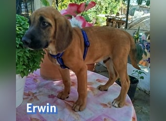 Erwin, 03/26 - süßer Bub sucht Familie