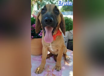 Erwin, 03/26 - süßer Bub sucht Familie
