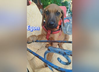Egon, 03/26 - kleines Schlappohr sucht Familie