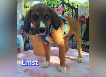 Ernst, 03/26 - drolliges Kerlchen sucht Familie