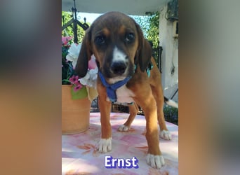 Ernst, 03/26 - drolliges Kerlchen sucht Familie
