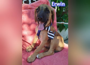 Erwin, 03/26 - süßer Bub sucht Familie