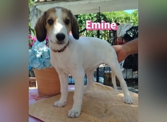 Emine, 03/26 - aufgewecktes Mädel sucht Familie