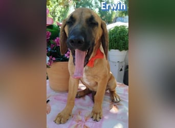 Erwin, 03/26 - süßer Bub sucht Familie