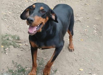 Tara - super freundliches Bracken Mix Mädchen