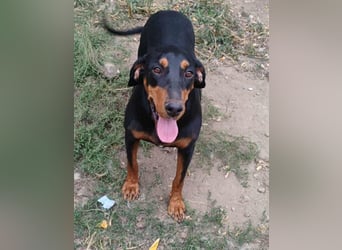 Tara - super freundliches Bracken Mix Mädchen