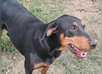 Tara - super freundliches Bracken Mix Mädchen