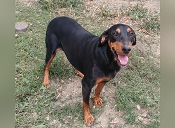 Tara - super freundliches Bracken Mix Mädchen