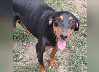 Tara - super freundliches Bracken Mix Mädchen