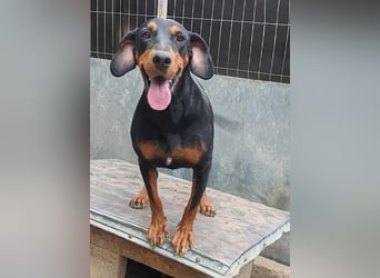 Tara - super freundliches Bracken Mix Mädchen