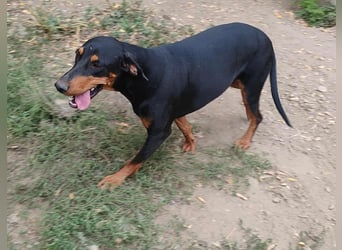 Tara - super freundliches Bracken Mix Mädchen